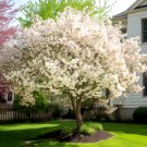 Sargent Crabapple Tree Shrub 12-18" Tall Live Plant Quart Pot Malus Sargentii Indoor Outdoor Garden 