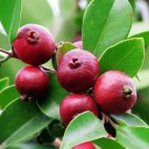 Strawberry Guava Tree Bush Cattley Guava 12" Tall Live Plant 6" Pot Indoor Outdoor Garden Gardening