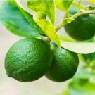 Thornless Mexican Key Lime Tree Semi-Dwarf 18-36" Tall Live Citrus Plant Indoor Outdoor Garden Garde