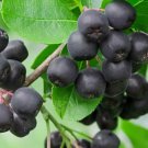 Black Chokeberry Shrub Aronia Bush 24-36" Tall Live Plant Aronia Melanocarpa Indoor Outdoor Garden G