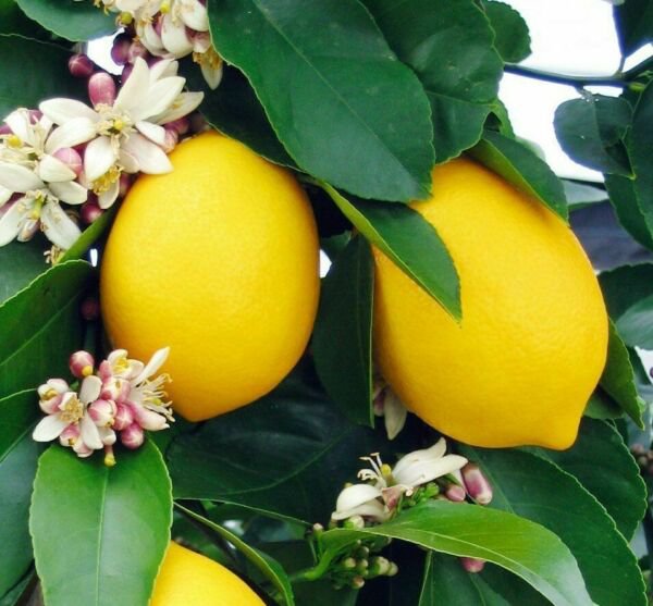 Dwarf Meyer Lemon Tree Live Grafted Citrus Plant 2630" Tall 1 Gallon Pot Indoor Outdoor Garden Gard