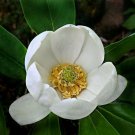 Sweetbay Magnolia Tree 18-20" Tall Live Plant Gallon Pot Magnolia Virginiana Indoor Outdoor Garden G