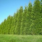 Thuja Green Giant Arborvitae Tree Live Plant 24-36" Tall Trade Gallon Pot Indoor Outdoor Garden Gard