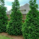100 Thuja Green Giant Arborvitae Trees Shrubs 12-16" Tall Live Plants 25" Pot Indoor Outdoor Garden 100 Thuja Green Giant Arborvitae Trees Shrubs 12-16" Tall Live Plants 25" Pot Indoor Outdoor Garden