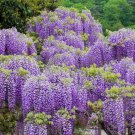 Chinese Wisteria Vine 9-12" Tall Live Plant Quart Pot Wisteria Sinensis Indoor Outdoor Garden Garden