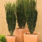 2 Sky Pencil Japanese Holly Shrub Hedge Trees 6-18" Tall Live Plants 25" Pots Indoor Outdoor Garden 