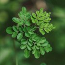 Moringa Oleifera Tree 6-10" Tall Drumstick Horseradish Benzolive Live Plant Indoor Outdoor Garden Ga