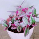 Pink Tradescantia Nanouk Live Plant Wandering Jew Indoor House Plant 2" Pot Indoor Outdoor Garden Ga