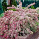 2 Variegated Weigela Bushes Shrubs 6-12" Tall Live Plants Ships Potted Indoor Outdoor Garden Gardeni