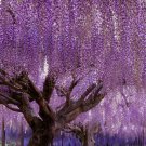 Purple Chinese Wisteria Tree 10-15" Live Plant 25" Pot Wisteria Sinensis Indoor Outdoor Garden Garde