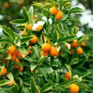 Nordmann Seedless Nagami Kumquat Semi-Dwarf Tree 18-36" Tall Live Citrus Plant Indoor Outdoor Garden