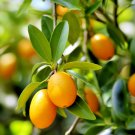 Fukushu Kumquat Tree Semi-Dwarf 18-36" Tall Live Citrus Plant Gallon Pot Indoor Outdoor Garden Garde