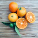 Calamondin Calamansi Tree Semi-Dwarf 18-36" Tall Live Citrus Plant Potted Indoor Outdoor Garden Gard