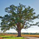 Bur Oak Tree Burr Oak Live Plant 24-36" Tall Seedling Quercus Macrocarpa Indoor Outdoor Garden Garde Bur Oak Tree Burr Oak Live Plant 24-36" Tall Seedling Quercus Macrocarpa Indoor Outdoor Garden Garde