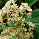 Nannyberry Viburnum Shrub Bush Tree 24-36" Tall Live Plant Viburnum Lentago Indoor Outdoor Garden Ga