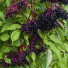 2 American Elderberry Shrubs Bushes Started Root Plants Sambucus Canadensis Indoor Outdoor Garden Ga