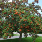 American Mountain Ash Tree 18-24" Tall Live Bareroot Plant Sorbus Americana Indoor Outdoor Garden Ga American Mountain Ash Tree 18-24" Tall Live Bareroot Plant Sorbus Americana Indoor Outdoor Garden Ga