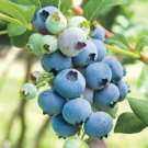 2 Bluecrop Northern Highbush Blueberry Bushes 12-24" Tall 3 Year Old Plants Indoor Outdoor Garden Ga