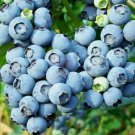 Bluecrop Northern Highbush Blueberry Bush 12-24" Tall 3 Year Old Live Plant Indoor Outdoor Garden Ga