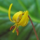 20 Yellow Trout Lily Flower Bulbs Corms Erythronium Americanum Indoor Outdoor Garden Gardening