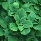 12 Allegheny Spurge Rhizomes Root Systems Live Plants Pachysandra Procumbens Indoor Outdoor Garden G