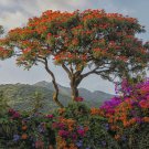African Tulip Tree 12" Tall Seedling Live Plant Outdoor 6" Pot Spathodea Indoor Outdoor Garden Garde