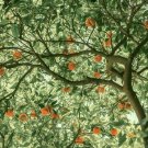 Dancy Tangerine Tree Semi-Dwarf 18-36" Tall Live Citrus Plant Grafted Indoor Outdoor Garden Gardenin