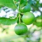 Mexican Key Lime Tree Semi-Dwarf 18-36" Tall Live Citrus Plant Grafted Indoor Outdoor Garden Gardeni