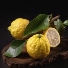 Dwarf Full Size Yuzu Citron Tree 26-30" Tall Live Citrus Plant Gallon Pot Indoor Outdoor Garden Gard Dwarf Full Size Yuzu Citron Tree 26-30" Tall Live Citrus Plant Gallon Pot Indoor Outdoor Garden Gard