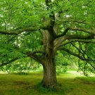 Black Walnut Tree 18-24" Tall Live Plant Bareroot Seedling Juglans Nigra Indoor Outdoor Garden Garde Black Walnut Tree 18-24" Tall Live Plant Bareroot Seedling Juglans Nigra Indoor Outdoor Garden Garde