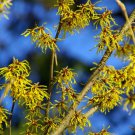 2 Witch Hazel Shrubs 8-12" Tall Live Plants 4" Pots Hamamelis Virginiana Indoor Outdoor Garden Garde