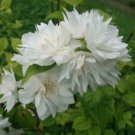 Minnesota Snowflake Mockorange Shrub 2-3 Live Plant 24-36" Tall Seedling Indoor Outdoor Garden Garde