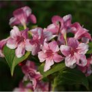 Pink Weigela Shrub Bush 24-36" Tall Live Plant 3" Pot 2-3 Ft Tall Seedling Indoor Outdoor Garden Gar