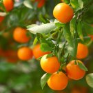 Clementine Algerian Mandarin Tree Semi-Dwarf 18-36" Tall Live Citrus Plant Indoor Outdoor Garden Gar