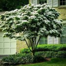 2 Kousa Japanese Dogwood Trees Live Potted Plants 12-18" Tall Quart Pots Indoor Outdoor Garden Garde