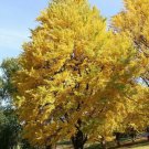 2 Ginkgo Maidenhair Trees 12-15" Tall Live Plants 4" Pots Ginkgo Biloba Indoor Outdoor Garden Garden