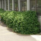 2 Manhattan Euonymus Shrubs Live Plants 6-14" Tall Seedlings 25" Pots Indoor Outdoor Garden Gardenin