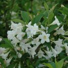2 White Weigela Rounded Shrubs Live Plants 6-12" Tall Seedlings 4" Pots Indoor Outdoor Garden Garden 2 White Weigela Rounded Shrubs Live Plants 6-12" Tall Seedlings 4" Pots Indoor Outdoor Garden Garden