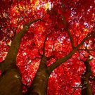 2 Red Maple Trees Live Potted Plants 12-16" Tall Seedlings Quart Pots Indoor Outdoor Garden Gardenin 2 Red Maple Trees Live Potted Plants 12-16" Tall Seedlings Quart Pots Indoor Outdoor Garden Gardenin