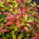 2 Dwarf Nandina Firepower Shrubs Heavenly Bamboo 4-8" Tall Live Plants 2" Pot Indoor Outdoor Garden 2 Dwarf Nandina Firepower Shrubs Heavenly Bamboo 4-8" Tall Live Plants 2" Pot Indoor Outdoor Garden
