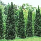25 Thuja Green Giant Arborvitae Trees Shrubs 12-16" Tall Live Plants 25" Pots Indoor Outdoor Garden 25 Thuja Green Giant Arborvitae Trees Shrubs 12-16" Tall Live Plants 25" Pots Indoor Outdoor Garden