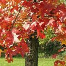 2 American Sweetgum Trees Live Plants 18-24" Tall Seedlings Quart Pots Indoor Outdoor Garden Gardeni 2 American Sweetgum Trees Live Plants 18-24" Tall Seedlings Quart Pots Indoor Outdoor Garden Gardeni