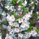 2 Snowgoose Flowering Cherry Trees 6-14" Tall Live Plants Potted 25" Pot Indoor Outdoor Garden Garde 2 Snowgoose Flowering Cherry Trees 6-14" Tall Live Plants Potted 25" Pot Indoor Outdoor Garden Garde