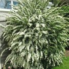 2 Snowmound Spirea Mounded Shrubs Live Plants 6-12" Tall Quart Pots Indoor Outdoor Garden Gardening 2 Snowmound Spirea Mounded Shrubs Live Plants 6-12" Tall Quart Pots Indoor Outdoor Garden Gardening