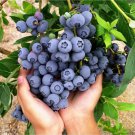 5 Duke Blueberry Bushes Shrubs 18-24" Tall 3 Year Old Live Plants Indoor Outdoor Garden Gardening