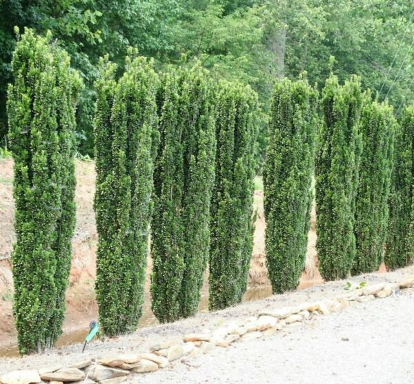 5 Sky Pencil Holly Shrubs Trees Hedges 510" Tall Live Plants 25" Pots