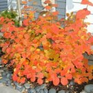 Dwarf Fothergilla Shrub 24" Tall Live Plant Gallon Pot Fothergilla Gardenii Indoor Outdoor Garden Ga