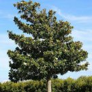 Southern Magnolia Tree 12-24" Tall Gallon Pot Live Potted Plant Indoor Outdoor Garden Gardening