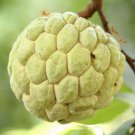 Sugar Apple Sweetsop Tree 5"-8" Tall Live Plant 2" Pot Annona Squamosa Indoor Outdoor Garden Gardeni