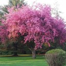 Kwanzan Flowering Cherry Tree Live Potted Plant 36-48" Tall Prunus Kanzan Indoor Outdoor Garden Gard Kwanzan Flowering Cherry Tree Live Potted Plant 36-48" Tall Prunus Kanzan Indoor Outdoor Garden Gard
